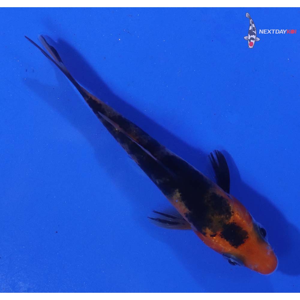 2.5” Imported Sanke