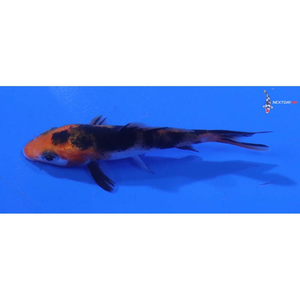 2.5” Imported Sanke