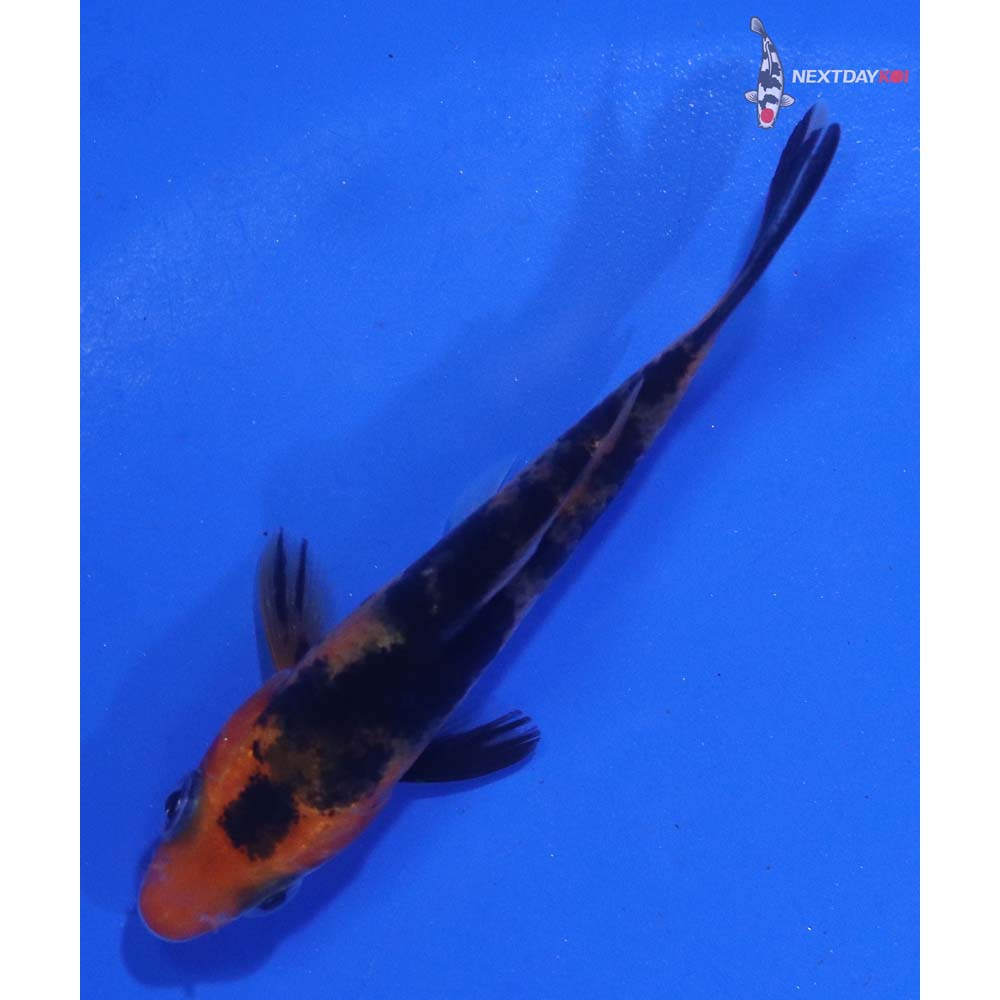 2.5” Imported Sanke