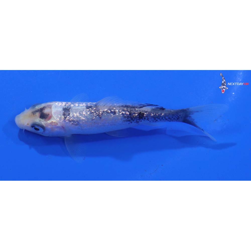 3” Imported Gin Rin Shiro Bekko