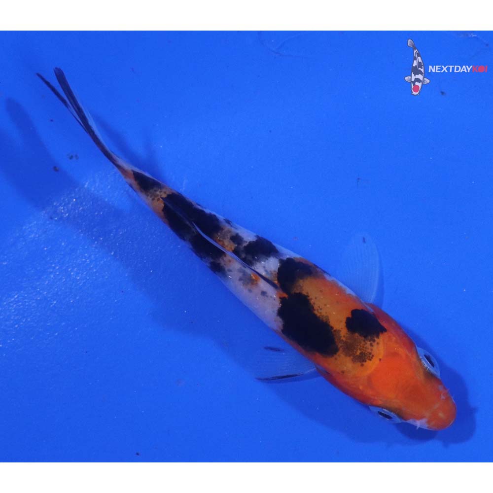 2.5” Imported Sanke