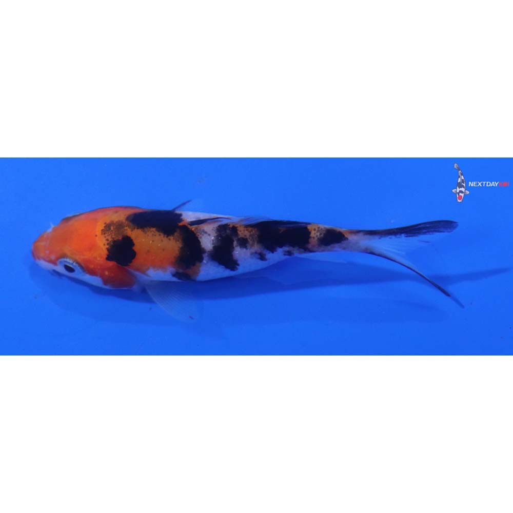 2.5” Imported Sanke