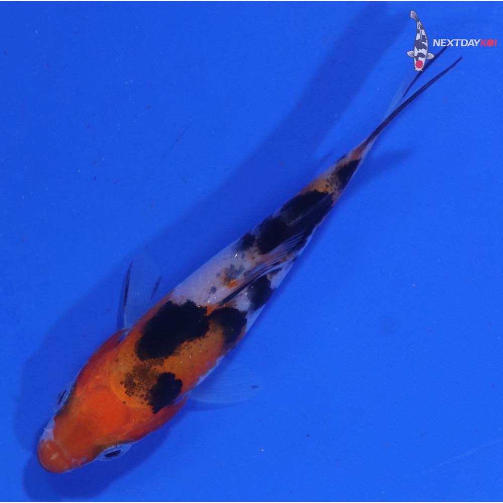 2.5” Imported Sanke