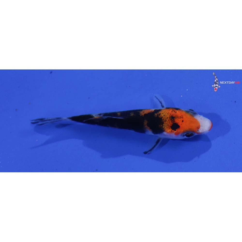 2.5” Imported Kuchi Beni Sanke