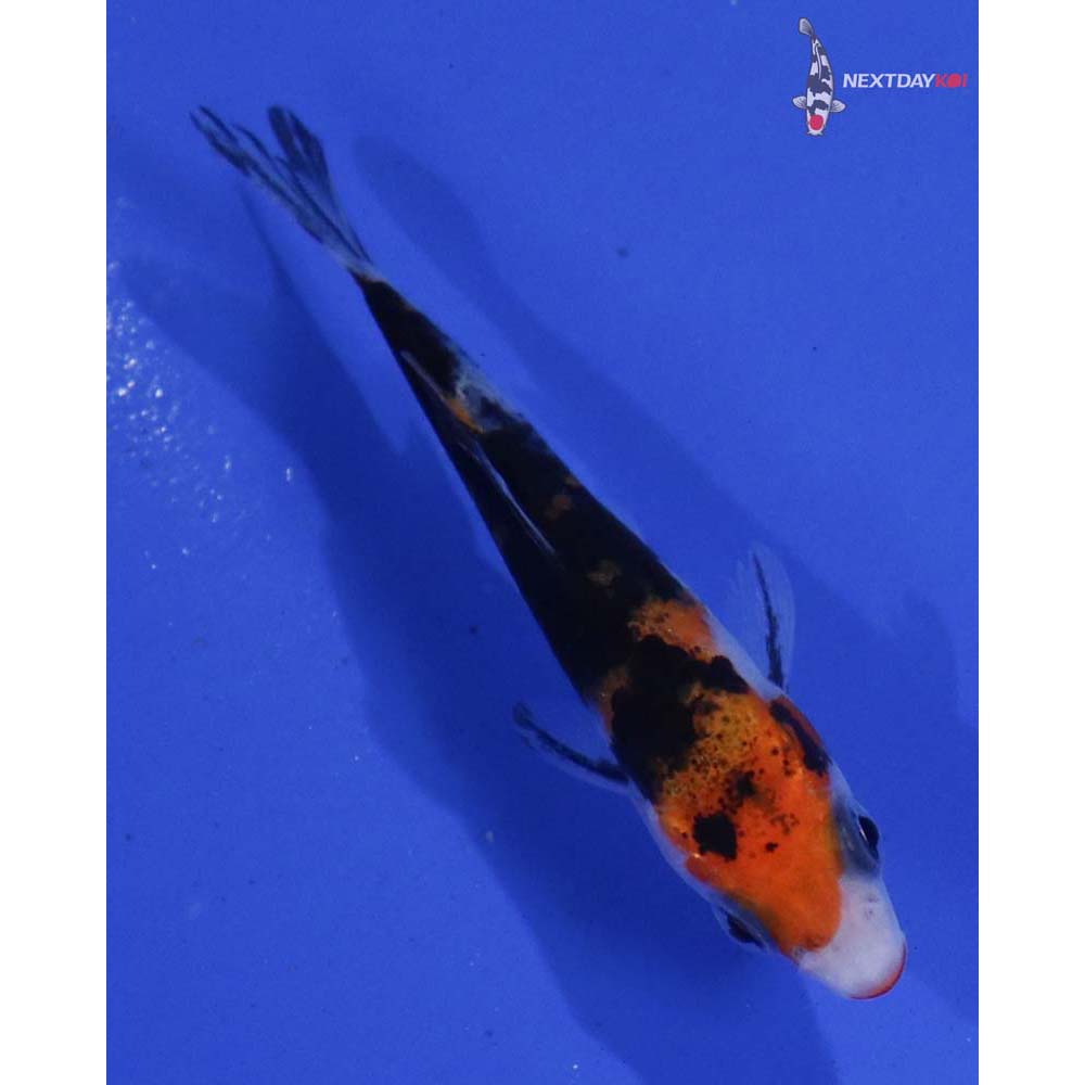 2.5” Imported Kuchi Beni Sanke