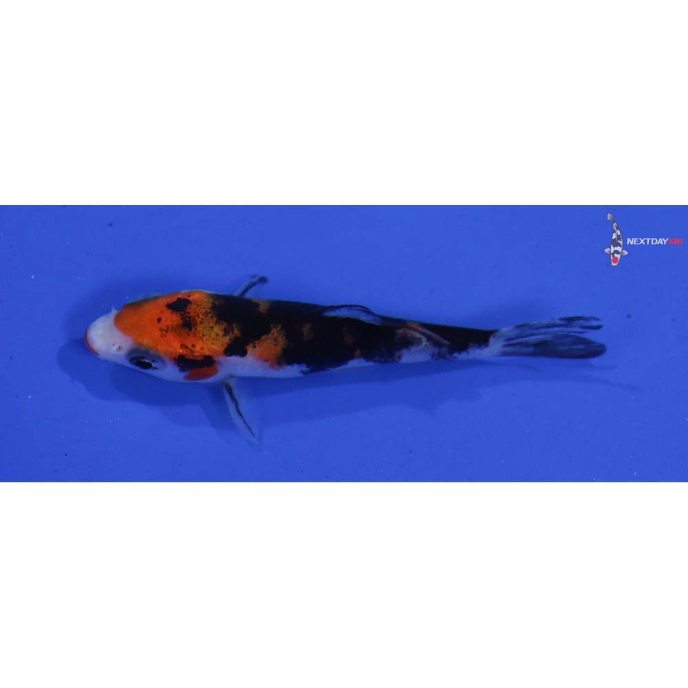 2.5” Imported Kuchi Beni Sanke