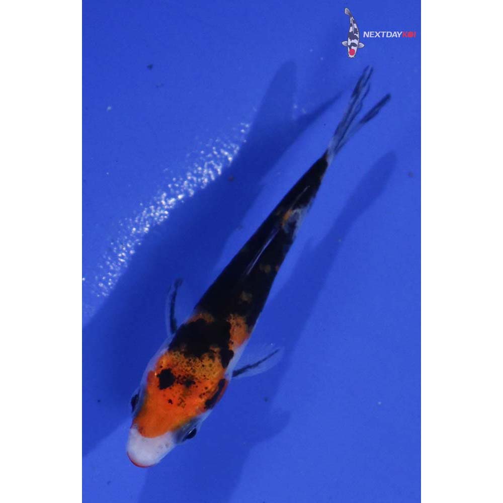 2.5” Imported Kuchi Beni Sanke