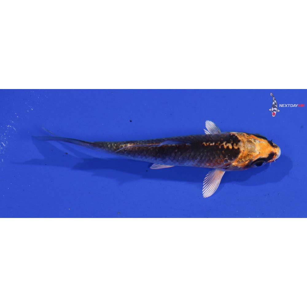 3” Imported Kujaku