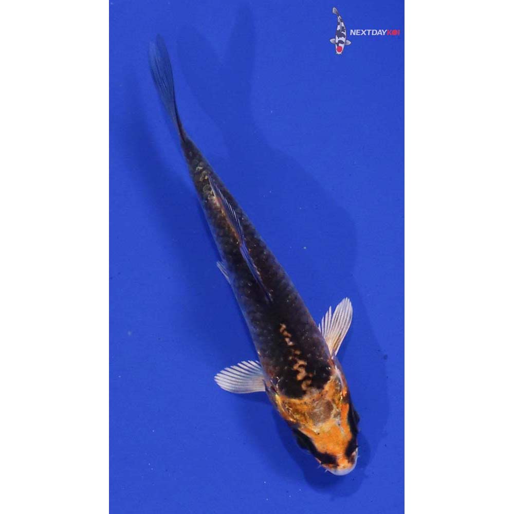 3” Imported Kujaku