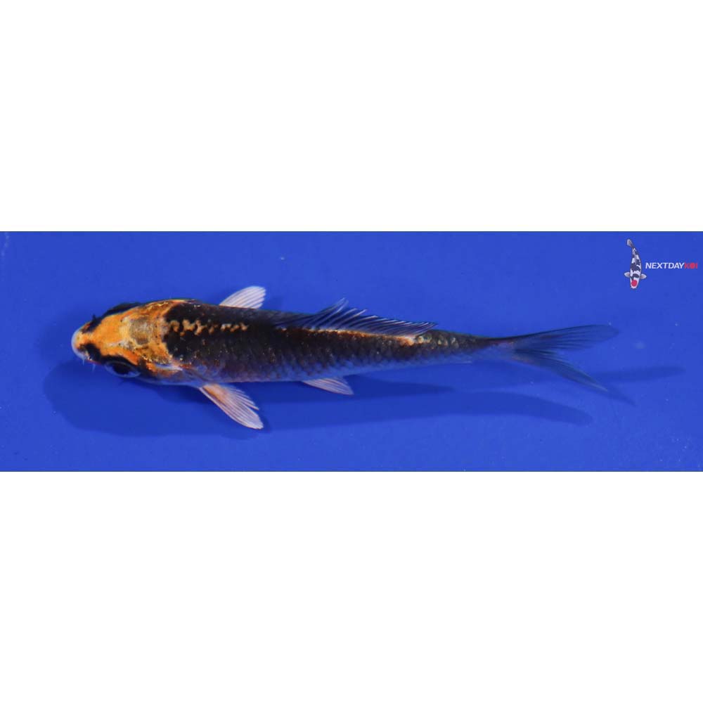 3” Imported Kujaku