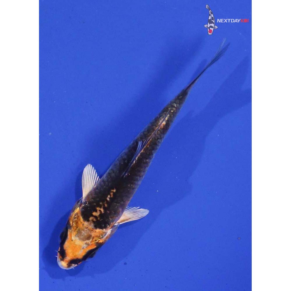 3” Imported Kujaku