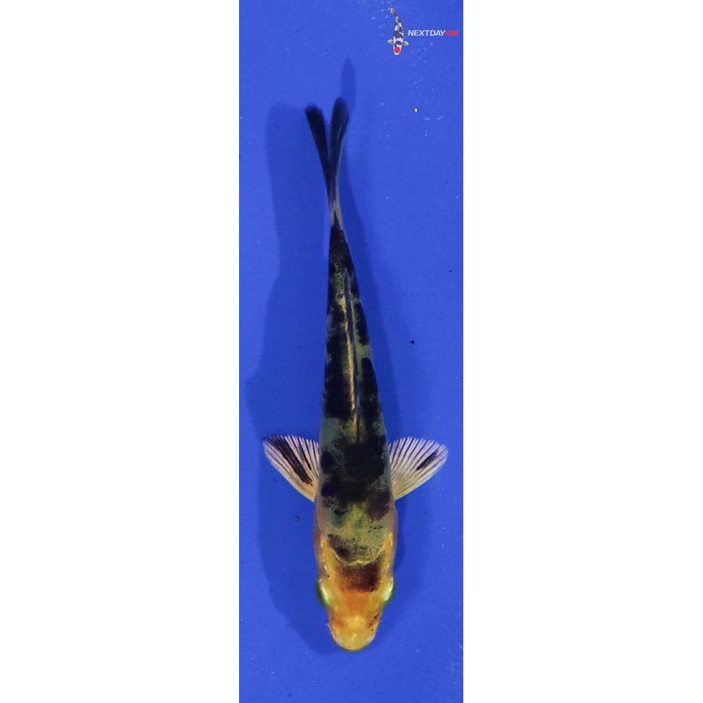 3” Imported Doitsu Kin Ki Bekko