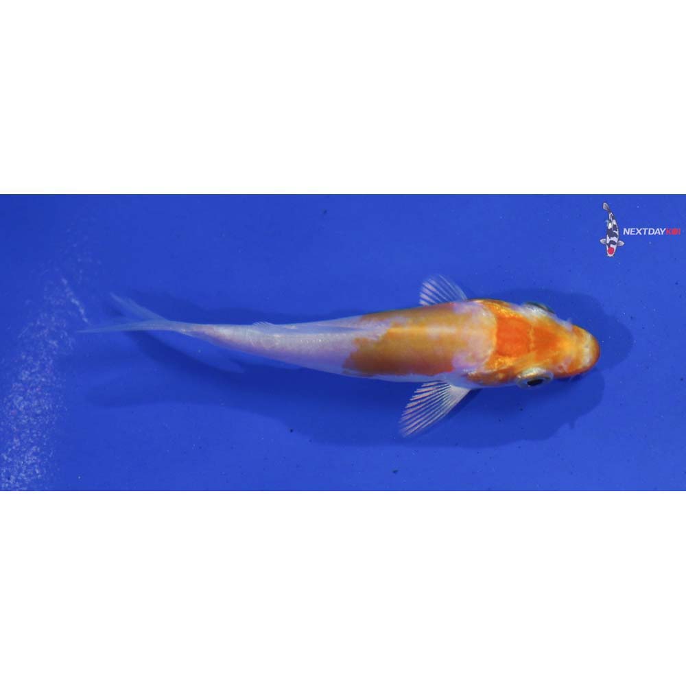 2.5” Imported Kikusui
