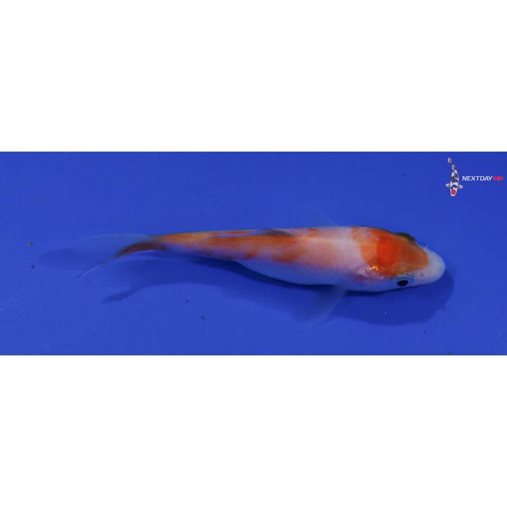 3” Imported Kohaku