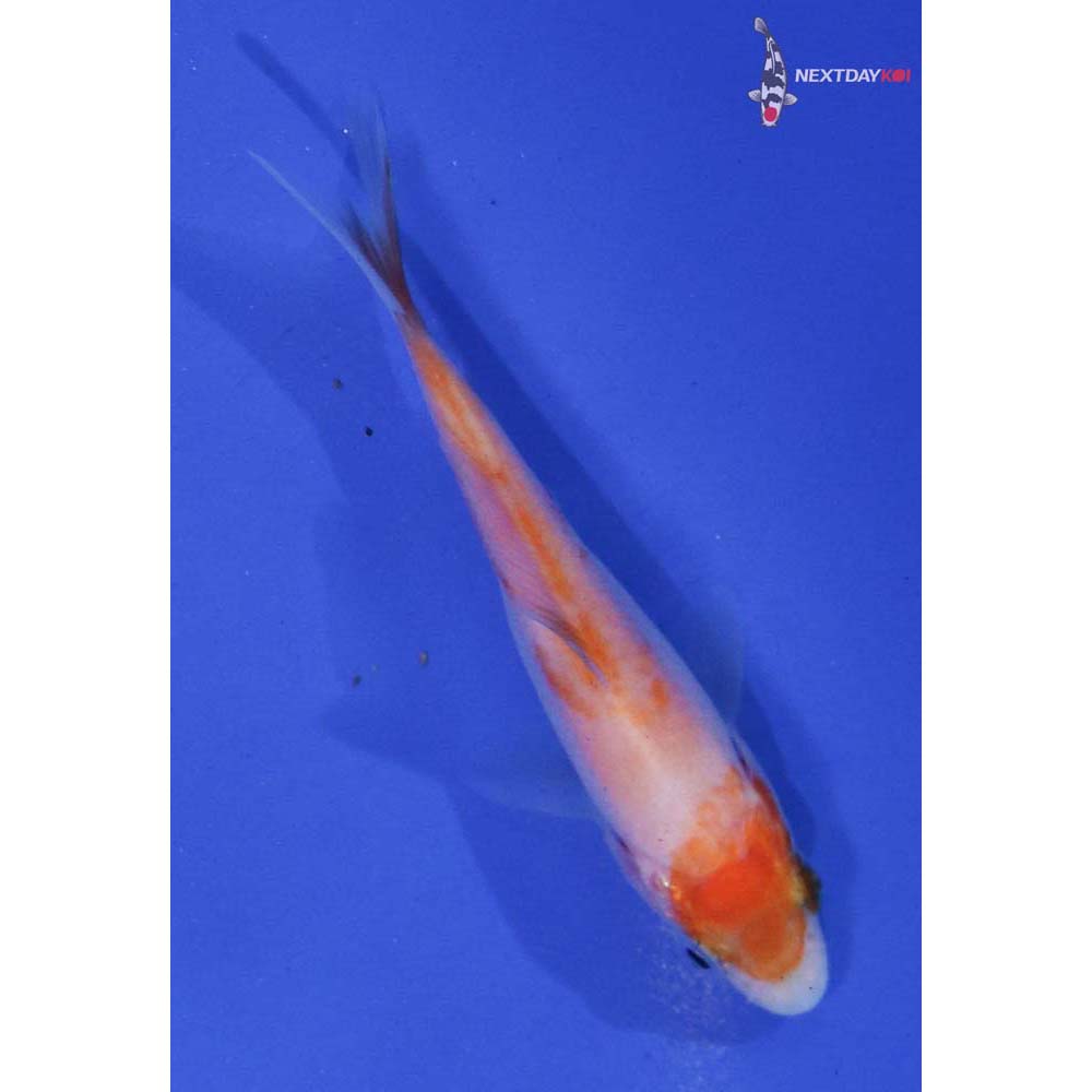 3” Imported Kohaku