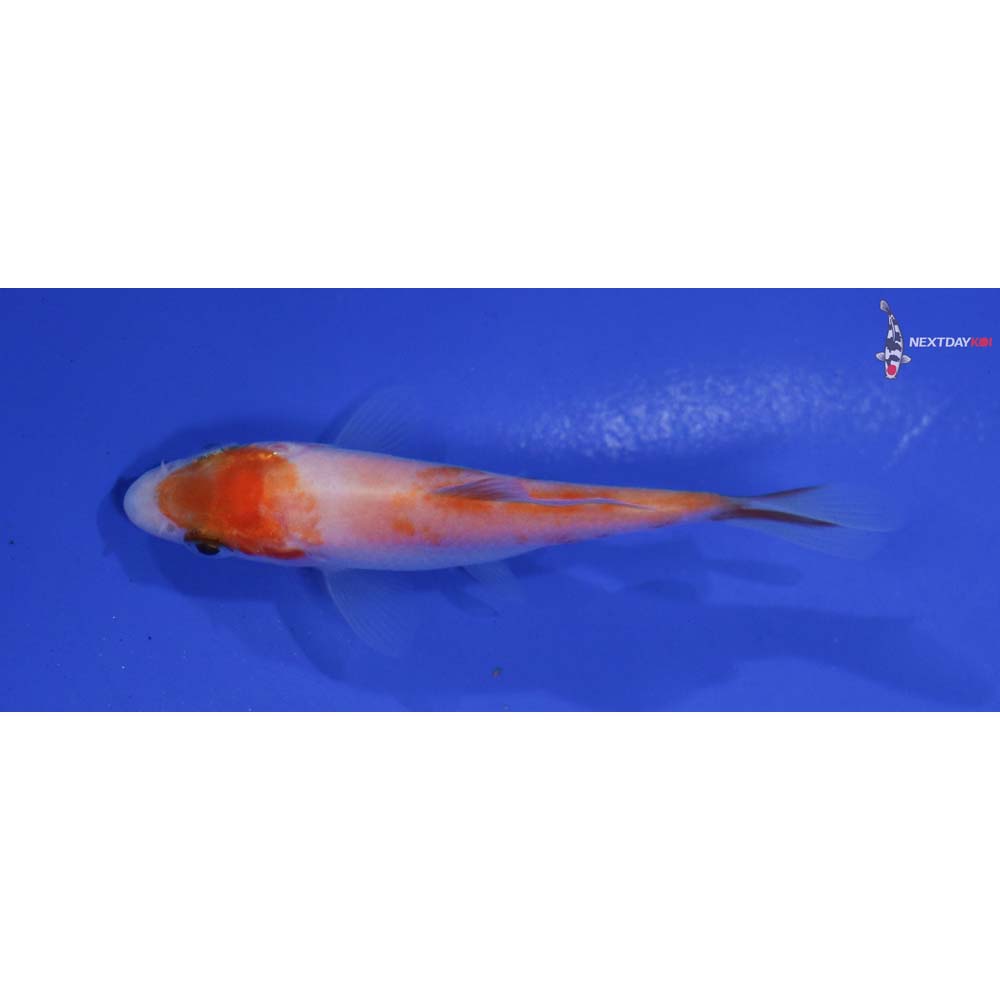 3” Imported Kohaku