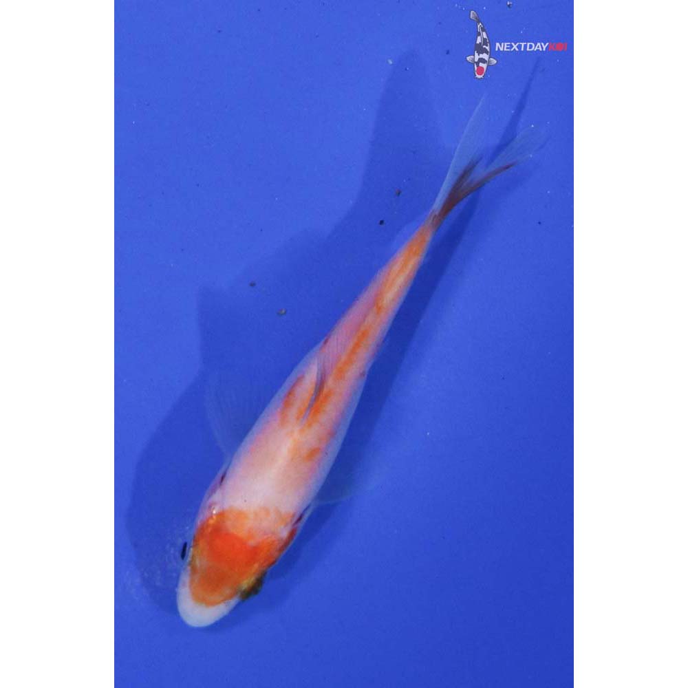 3” Imported Kohaku