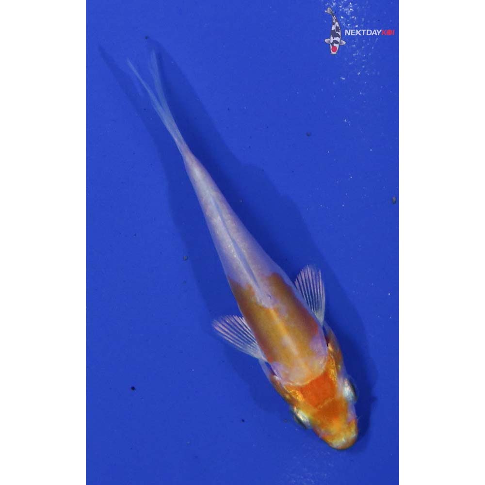 2.5” Imported Kikusui