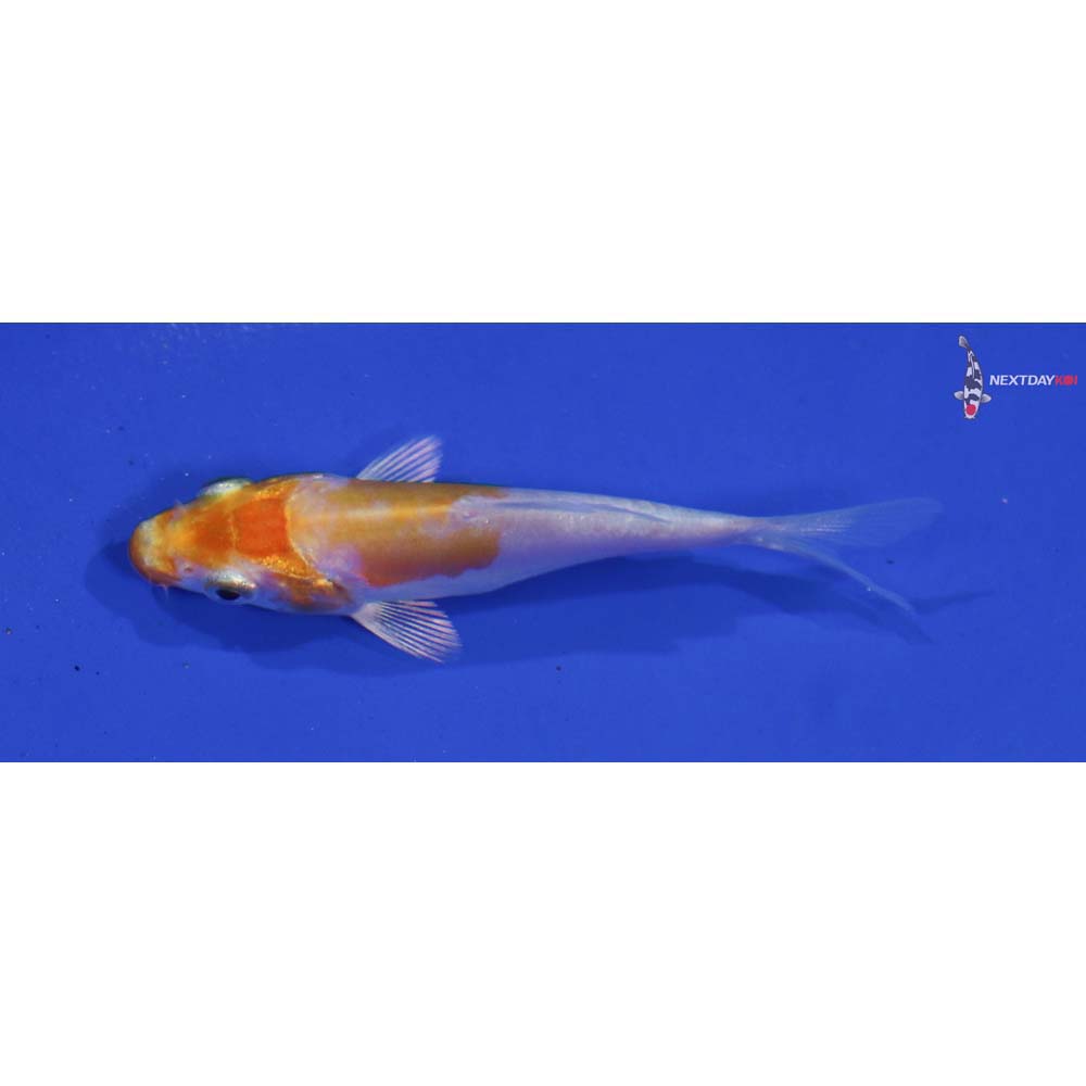 2.5” Imported Kikusui