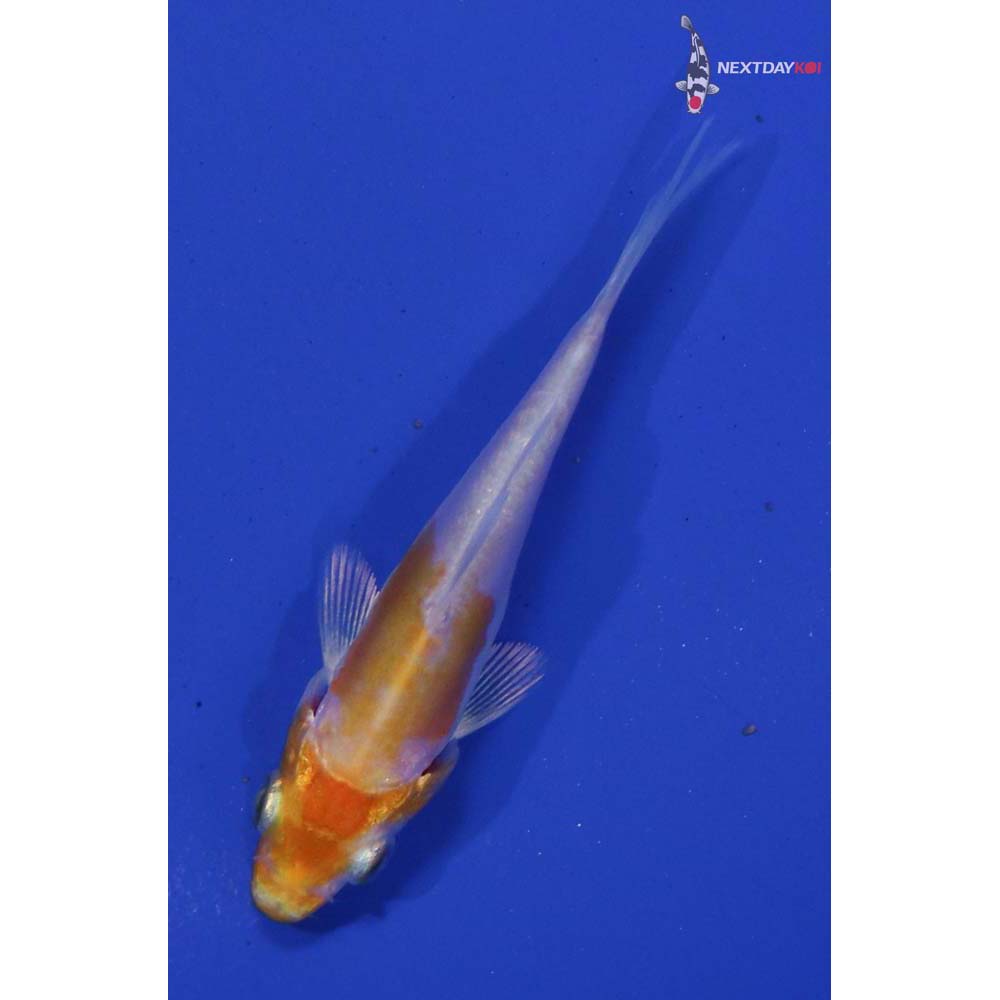 2.5” Imported Kikusui
