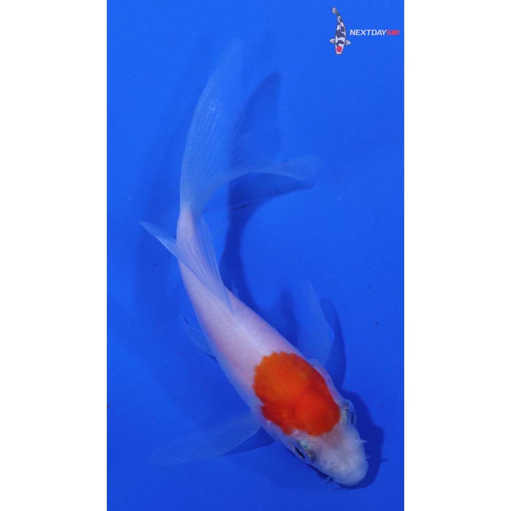 3” Imported Kohaku Butterfly Koi