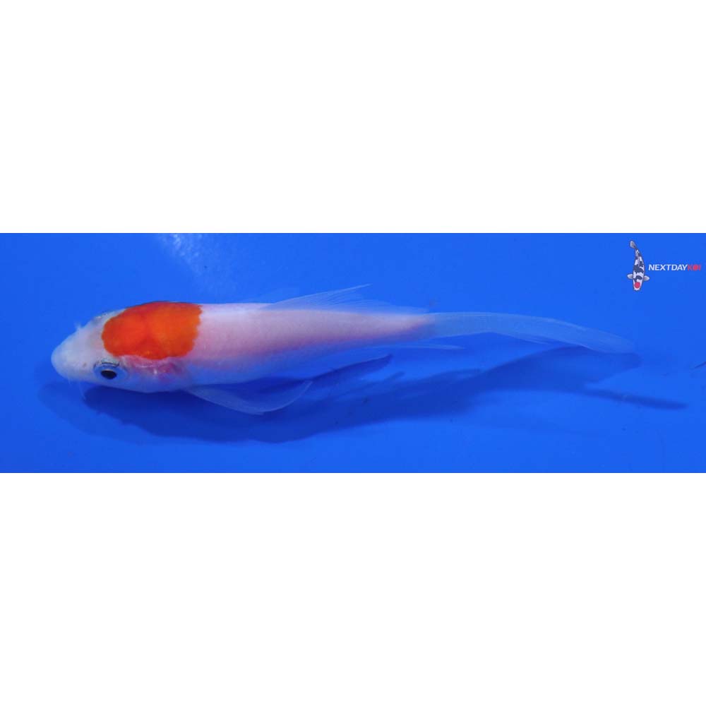 3” Imported Kohaku Butterfly Koi