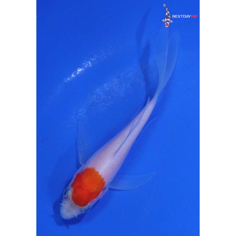 3” Imported Kohaku Butterfly Koi