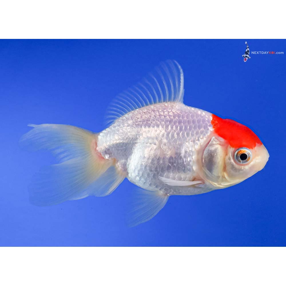 4” Imported Redcap Oranda