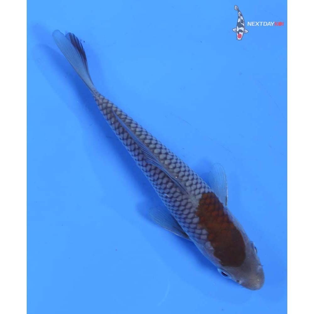 5.5” Imported Ochiba Shigure