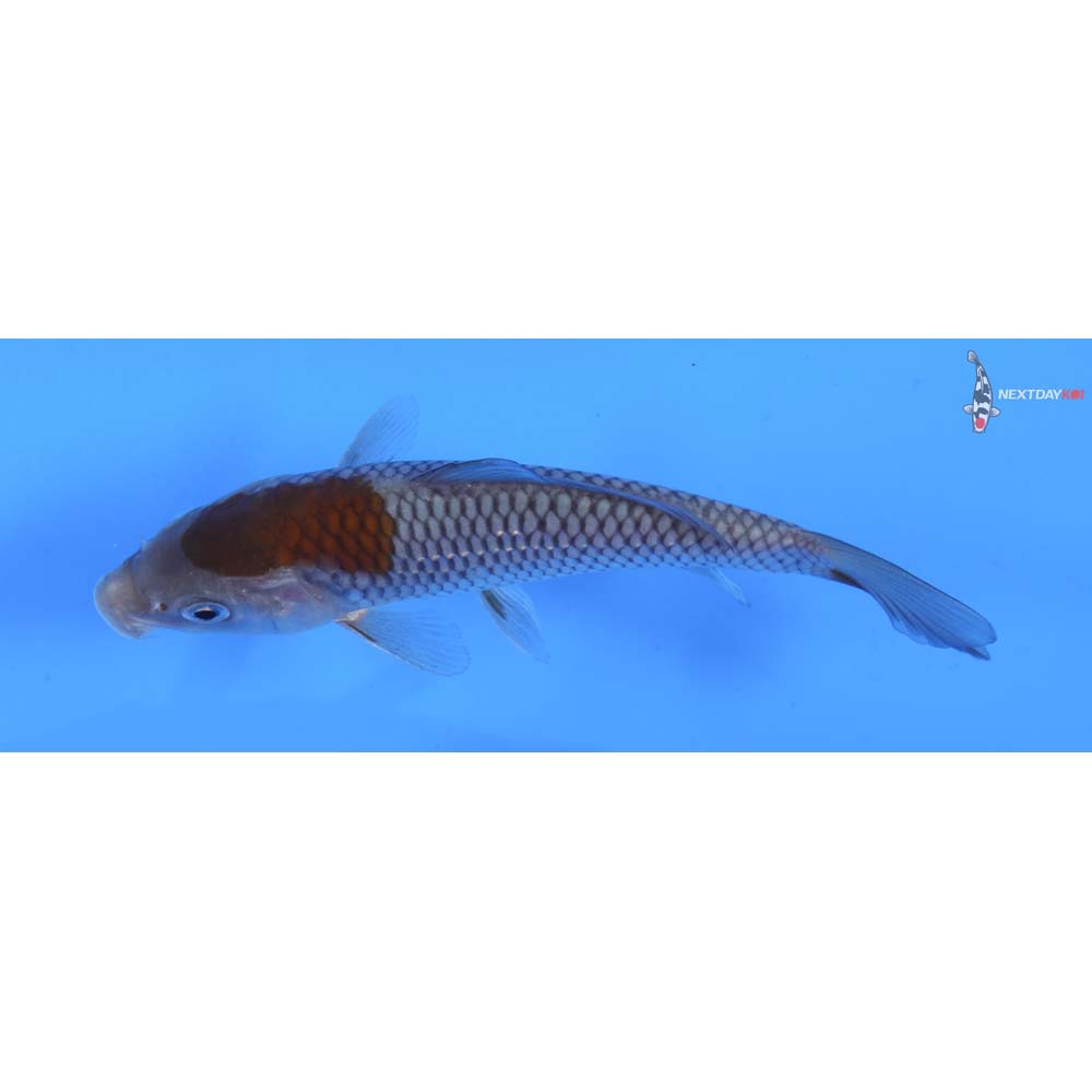 5.5” Imported Ochiba Shigure
