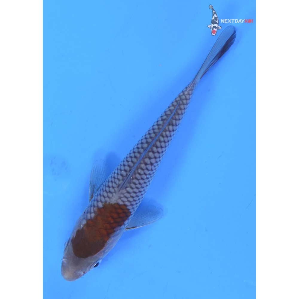 5.5” Imported Ochiba Shigure