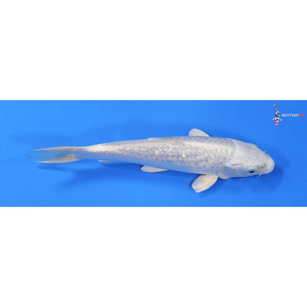 6” Imported Gin Rin Platinum Ogon