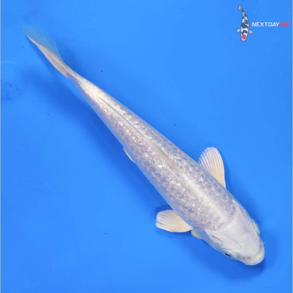 6” Imported Gin Rin Platinum Ogon