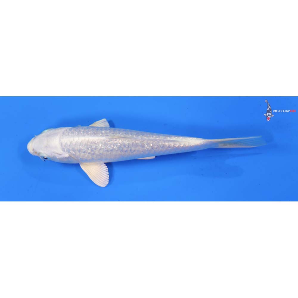 6” Imported Gin Rin Platinum Ogon
