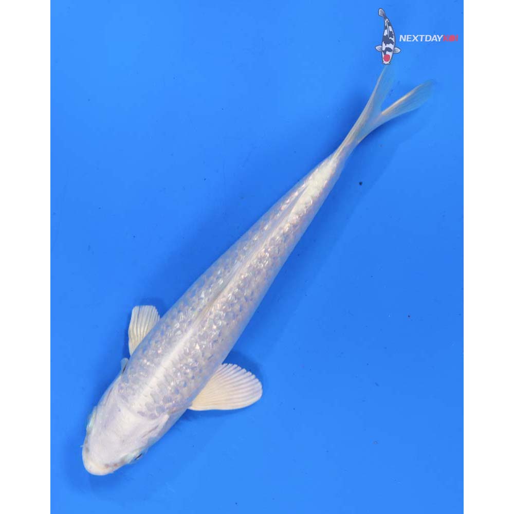 6” Imported Gin Rin Platinum Ogon