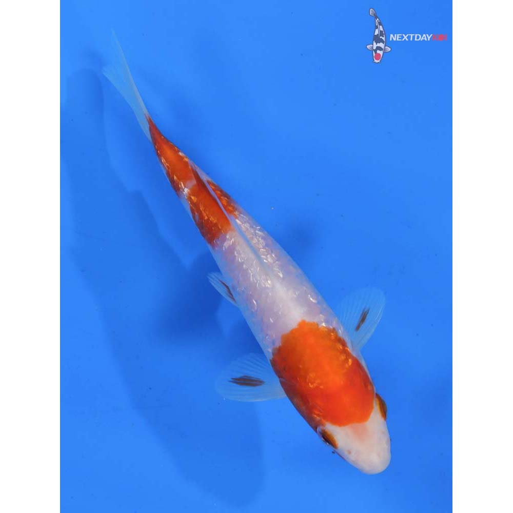 6” Imported Gin Rin Kohaku