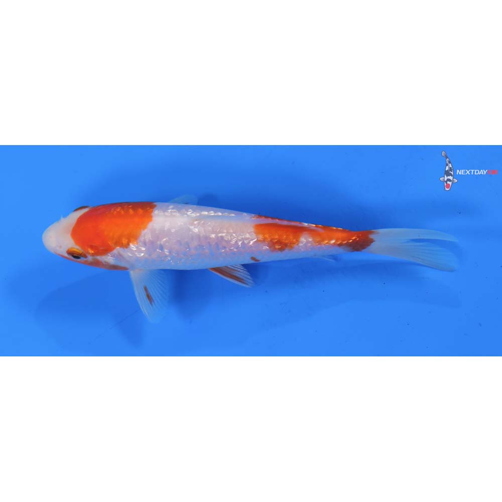 6” Imported Gin Rin Kohaku
