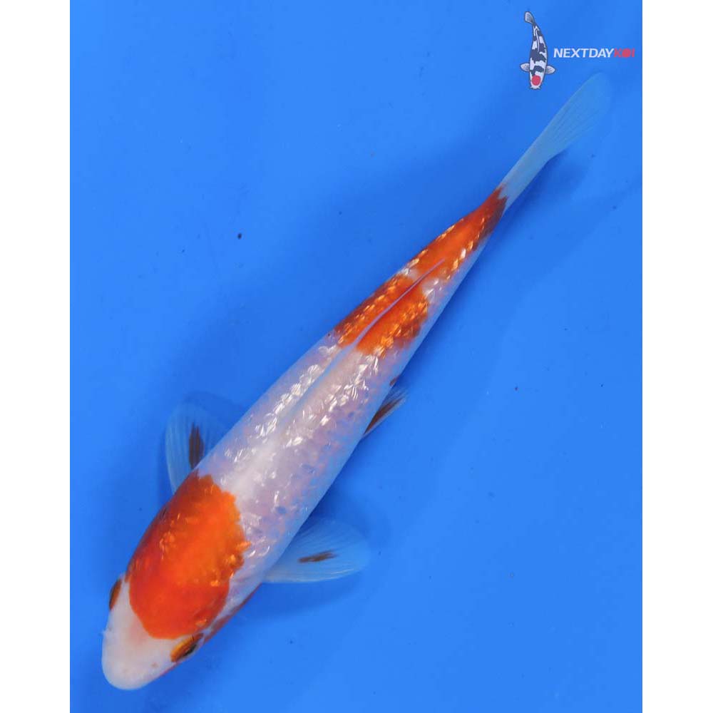 6” Imported Gin Rin Kohaku