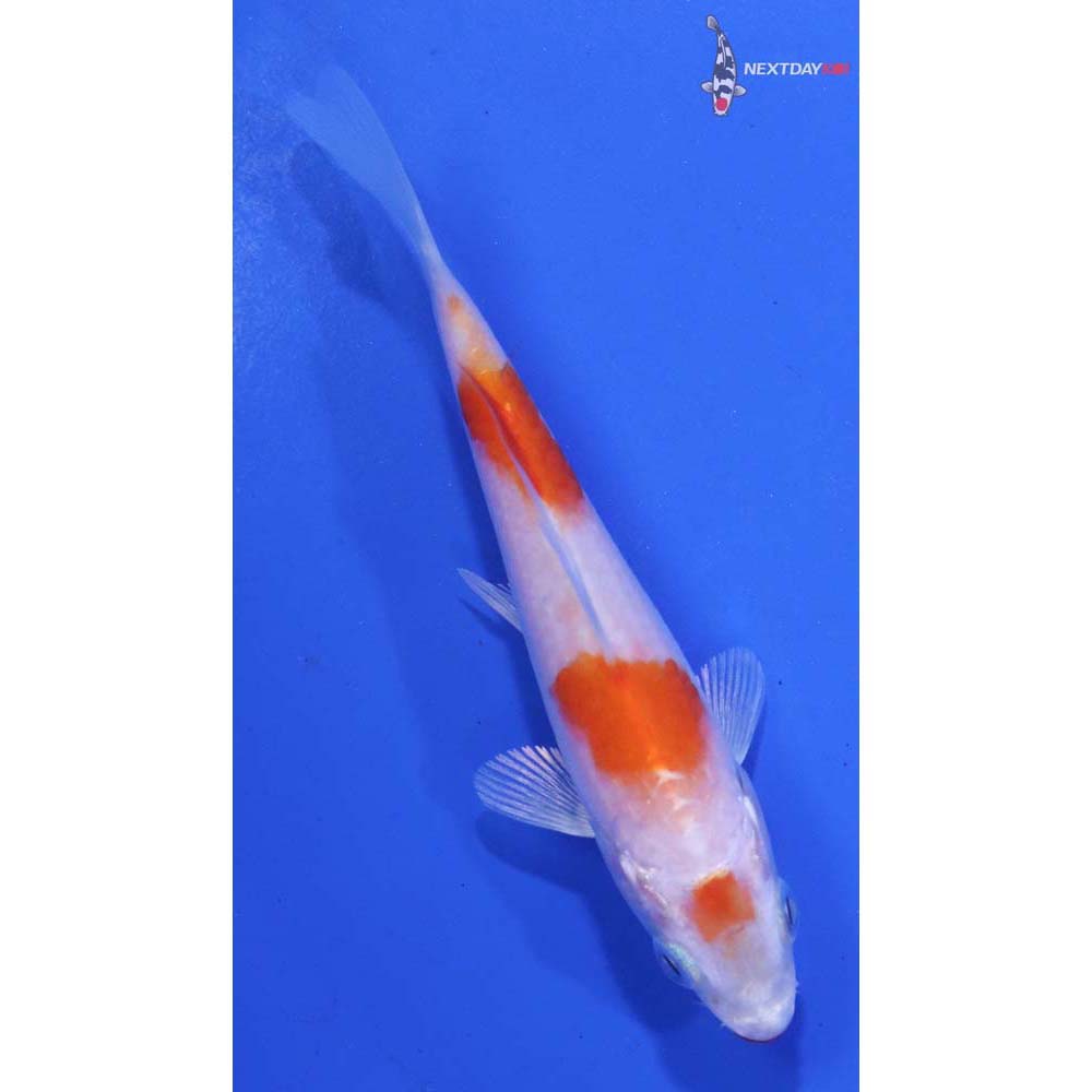 3.5” Imported Hariwake