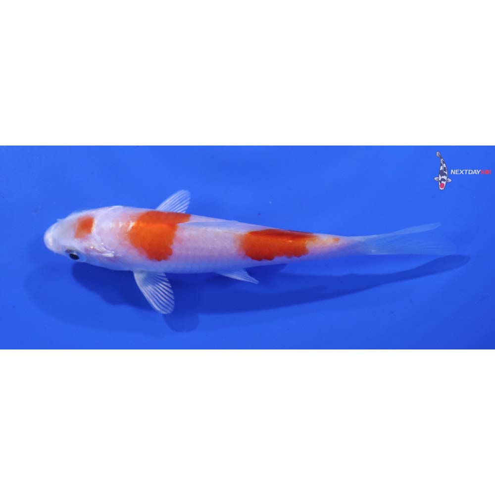 3.5” Imported Hariwake
