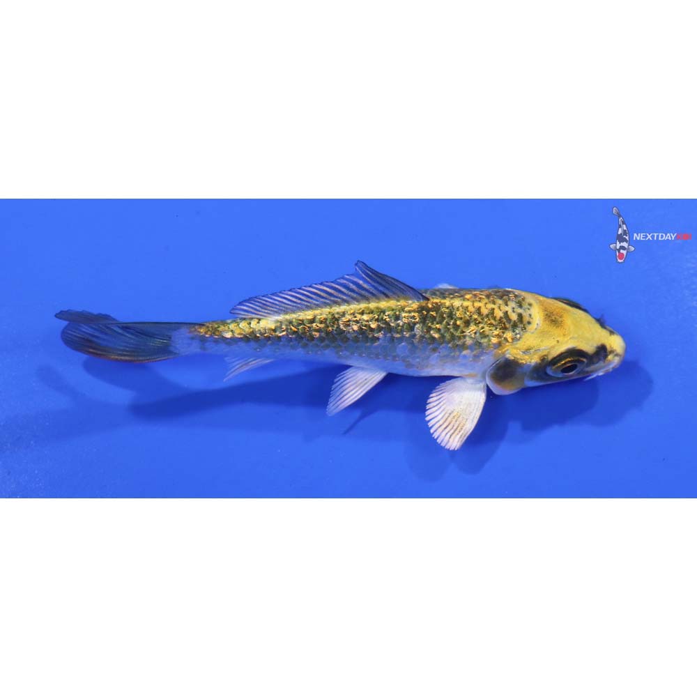 3.5” Imported Gin Rin Kujaku