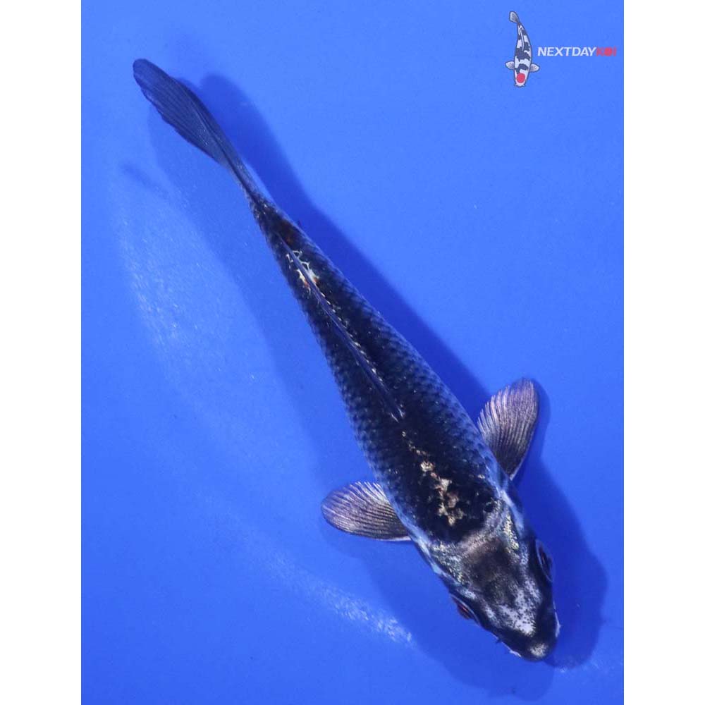 4” Imported Gin Matsuba