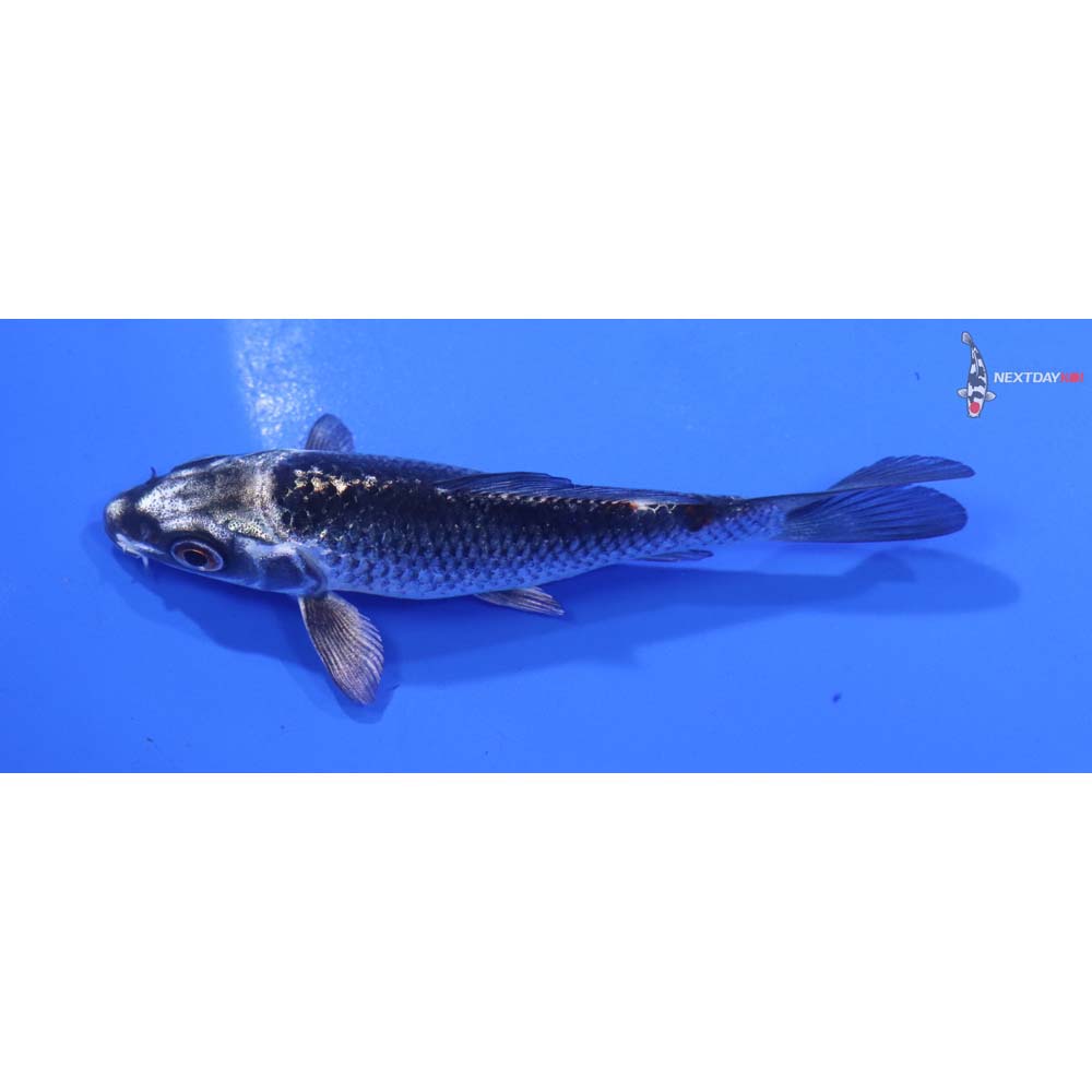 4” Imported Gin Matsuba