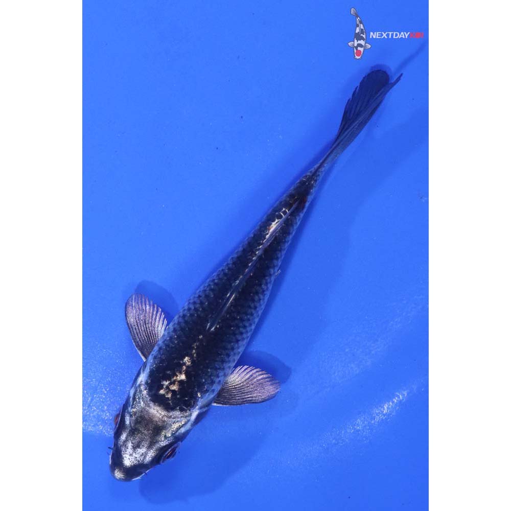 4” Imported Gin Matsuba