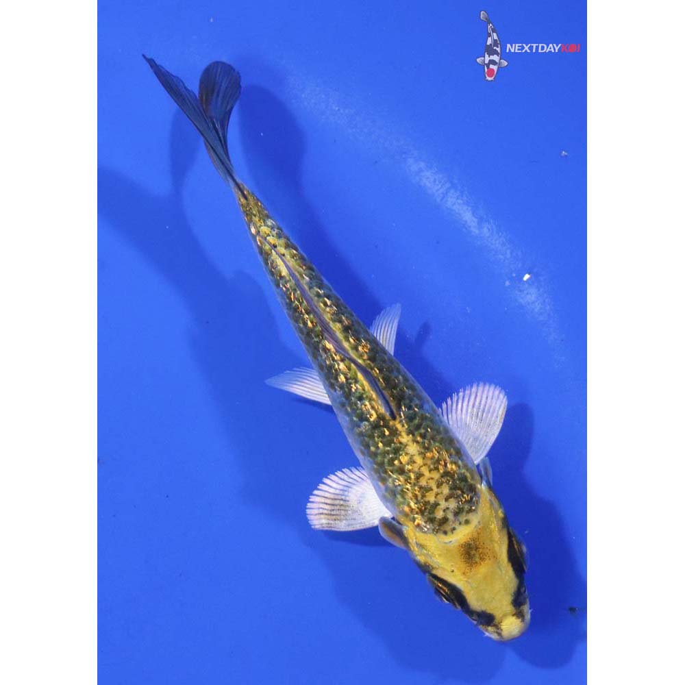 3.5” Imported Gin Rin Kujaku