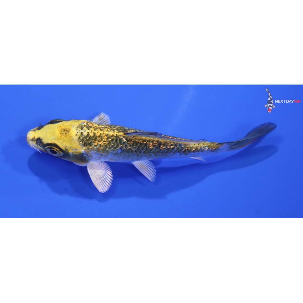 3.5” Imported Gin Rin Kujaku