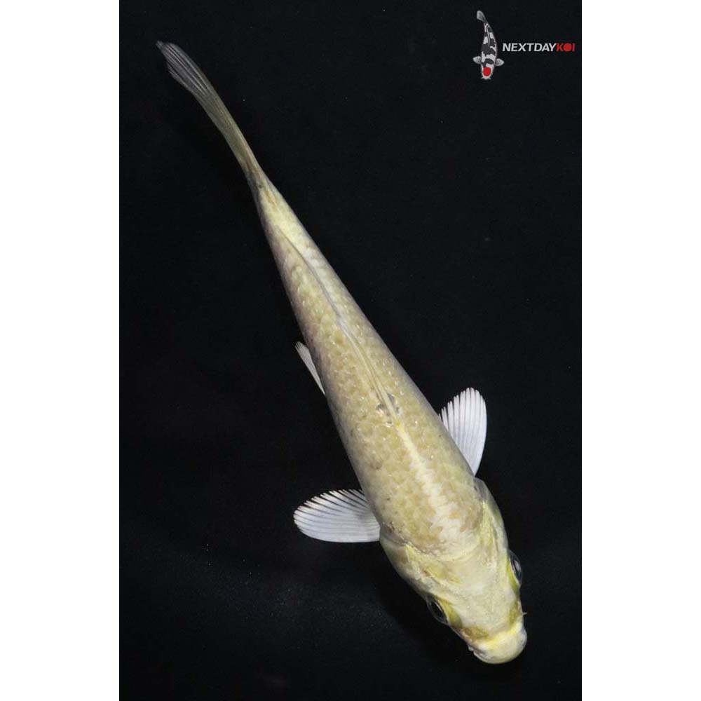 4.5” Imported Yamabuki Ogon