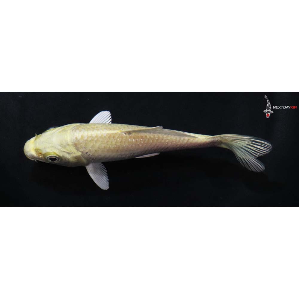 4.5” Imported Yamabuki Ogon