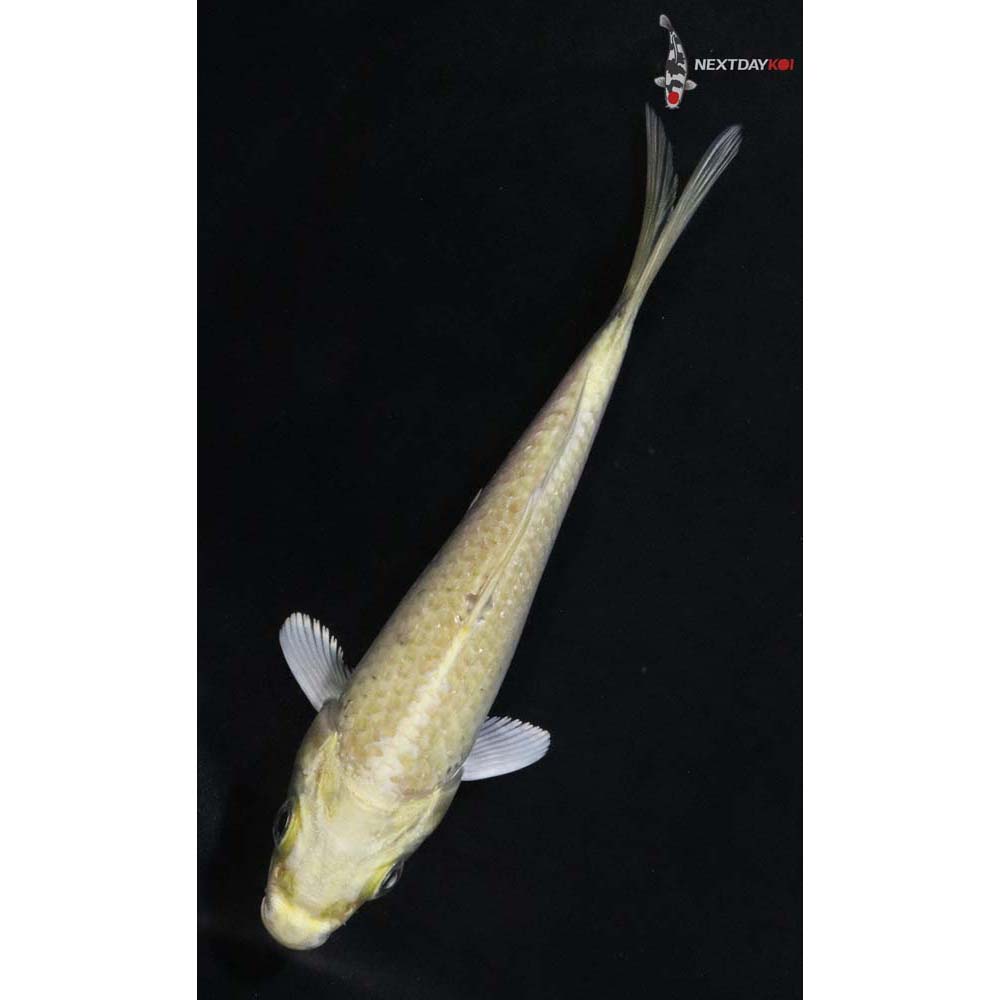 4.5” Imported Yamabuki Ogon