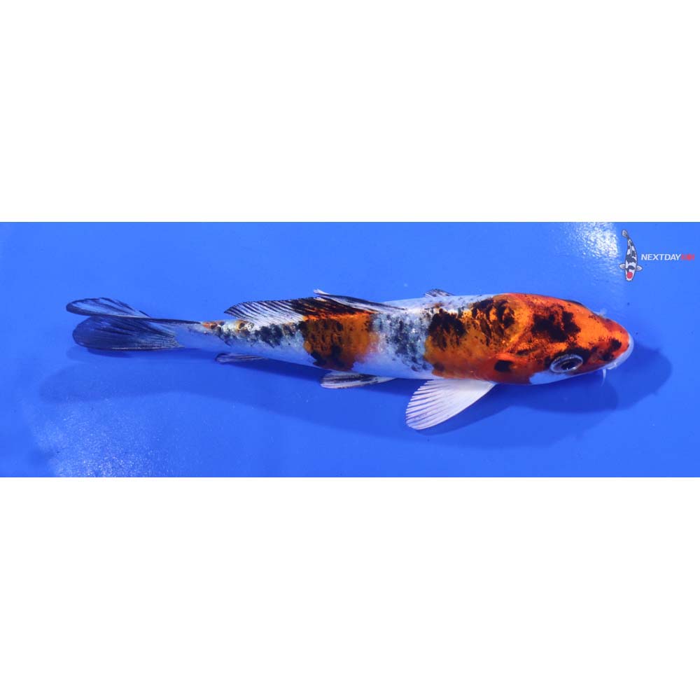 5” Imported Yamato Nishiki